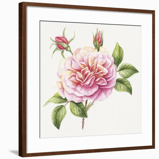 Single Rose 2-Janneke Brinkman-Salentijn-Framed Giclee Print