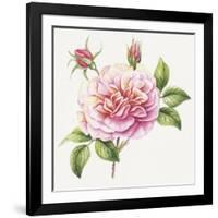 Single Rose 2-Janneke Brinkman-Salentijn-Framed Giclee Print