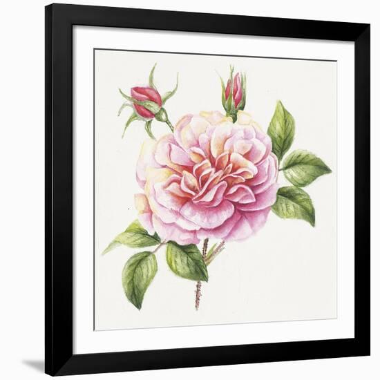 Single Rose 2-Janneke Brinkman-Salentijn-Framed Giclee Print