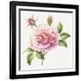 Single Rose 2-Janneke Brinkman-Salentijn-Framed Giclee Print