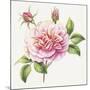 Single Rose 2-Janneke Brinkman-Salentijn-Mounted Giclee Print