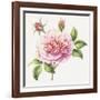 Single Rose 2-Janneke Brinkman-Salentijn-Framed Giclee Print