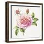 Single Rose 2-Janneke Brinkman-Salentijn-Framed Giclee Print