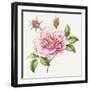 Single Rose 2-Janneke Brinkman-Salentijn-Framed Giclee Print