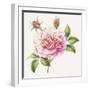 Single Rose 2-Janneke Brinkman-Salentijn-Framed Giclee Print