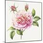 Single Rose 2-Janneke Brinkman-Salentijn-Mounted Giclee Print