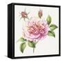 Single Rose 2-Janneke Brinkman-Salentijn-Framed Stretched Canvas