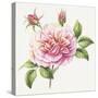 Single Rose 2-Janneke Brinkman-Salentijn-Stretched Canvas