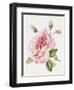 Single Rose 3-Janneke Brinkman-Salentijn-Framed Giclee Print