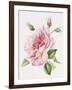 Single Rose 3-Janneke Brinkman-Salentijn-Framed Giclee Print