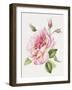 Single Rose 3-Janneke Brinkman-Salentijn-Framed Giclee Print