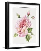 Single Rose 3-Janneke Brinkman-Salentijn-Framed Giclee Print