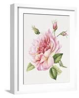 Single Rose 3-Janneke Brinkman-Salentijn-Framed Giclee Print