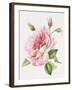 Single Rose 3-Janneke Brinkman-Salentijn-Framed Giclee Print