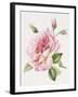 Single Rose 3-Janneke Brinkman-Salentijn-Framed Giclee Print