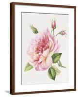 Single Rose 3-Janneke Brinkman-Salentijn-Framed Giclee Print