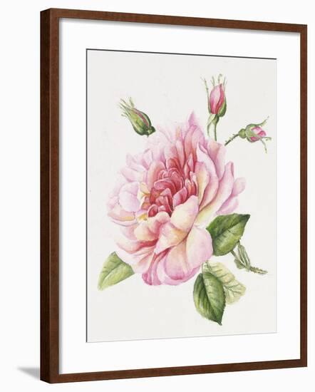 Single Rose 3-Janneke Brinkman-Salentijn-Framed Giclee Print