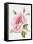 Single Rose 3-Janneke Brinkman-Salentijn-Framed Stretched Canvas