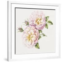 Single Rose 6-Janneke Brinkman-Salentijn-Framed Giclee Print