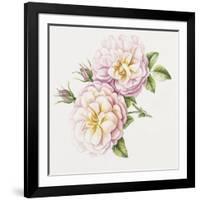 Single Rose 6-Janneke Brinkman-Salentijn-Framed Giclee Print