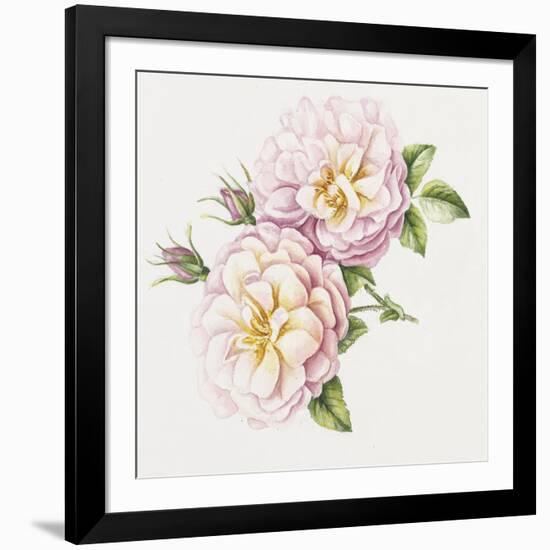 Single Rose 6-Janneke Brinkman-Salentijn-Framed Giclee Print