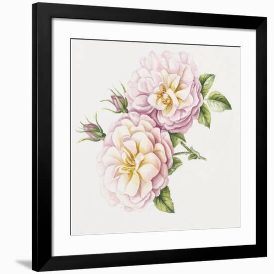 Single Rose 6-Janneke Brinkman-Salentijn-Framed Giclee Print