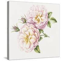 Single Rose 6-Janneke Brinkman-Salentijn-Stretched Canvas