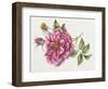 Single Rose 9-Janneke Brinkman-Salentijn-Framed Giclee Print