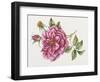 Single Rose 9-Janneke Brinkman-Salentijn-Framed Giclee Print