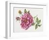 Single Rose 9-Janneke Brinkman-Salentijn-Framed Giclee Print