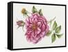 Single Rose 9-Janneke Brinkman-Salentijn-Framed Stretched Canvas