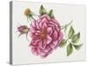 Single Rose 9-Janneke Brinkman-Salentijn-Stretched Canvas