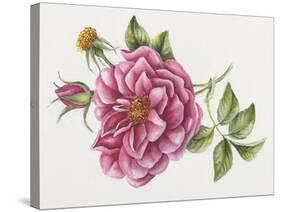 Single Rose 9-Janneke Brinkman-Salentijn-Stretched Canvas