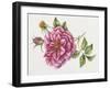 Single Rose 9-Janneke Brinkman-Salentijn-Framed Giclee Print