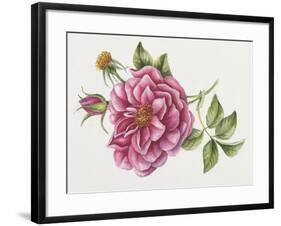 Single Rose 9-Janneke Brinkman-Salentijn-Framed Giclee Print