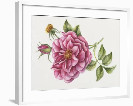 Single Rose 9-Janneke Brinkman-Salentijn-Framed Giclee Print