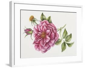 Single Rose 9-Janneke Brinkman-Salentijn-Framed Giclee Print