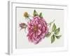 Single Rose 9-Janneke Brinkman-Salentijn-Framed Giclee Print