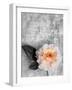 Single Rose on Bw Monotone Textured Background-Alaya Gadeh-Framed Photographic Print