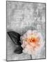 Single Rose on Bw Monotone Textured Background-Alaya Gadeh-Mounted Photographic Print