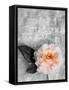 Single Rose on Bw Monotone Textured Background-Alaya Gadeh-Framed Stretched Canvas