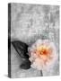 Single Rose on Bw Monotone Textured Background-Alaya Gadeh-Stretched Canvas