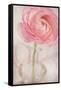 Single Rose Pink Flower-Cora Niele-Framed Stretched Canvas