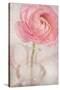 Single Rose Pink Flower-Cora Niele-Stretched Canvas