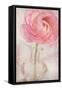 Single Rose Pink Flower-Cora Niele-Framed Stretched Canvas