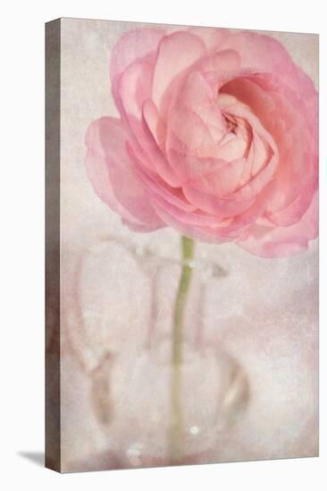 Single Rose Pink Flower-Cora Niele-Stretched Canvas