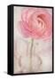 Single Rose Pink Flower-Cora Niele-Framed Stretched Canvas