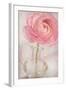 Single Rose Pink Flower-Cora Niele-Framed Photographic Print