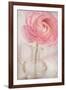 Single Rose Pink Flower-Cora Niele-Framed Photographic Print