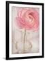 Single Rose Pink Flower-Cora Niele-Framed Photographic Print